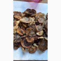 Мухомор ПАНТЕРНИЙ сушений, шапочки, збір 2024