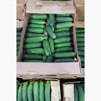 Купимо теплічні огірки оптом по всій Україні