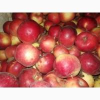 Продам яблука зимні із свого саду