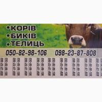 Куплю врх биків, корів, телиць