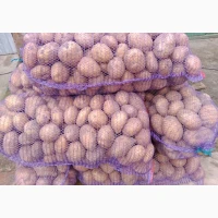 Товарна картопля сорт Коннект