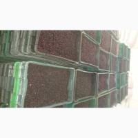 Ожина дикоросла