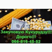 Придбаю Кукурудзу у необмежених обсягах!Наявні великі контракти!Оплата на вагах