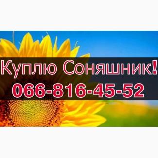Закуповую СОНЯШНИК від виробника!Дорого