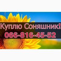 Закуповую СОНЯШНИК від виробника!Дорого