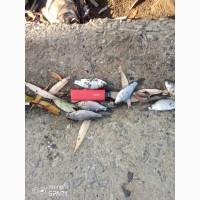 Продам карась