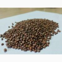 Редька олійна