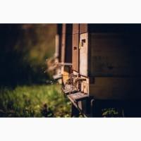 Суміш медоносів багаторічна