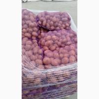 Продам товарну картоплю. Сорт Галла.Опт з ПДВ. Мережева якість