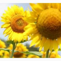 Cоняшник Вороний, під гербіцид Євролайтинг, 100-105 днів, Екстра