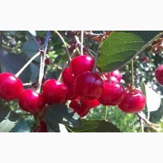 Садова вишня без хвостика | Миколаївщина | Урожай 2025 | Гурт від 10 т