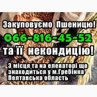 Елеватор закуповує пшеницю 2, 3, 4 клас та некондицію за високими цінами