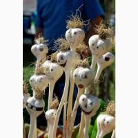 Продам Воздушку часнику Любаша, Дюшес