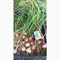 Продам Однозубку Воздушку часнику Любаша, Дюшес