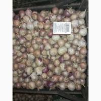 Продам Однозубку Воздушку часнику Любаша, Дюшес