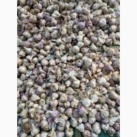 Часник різної якості для переробки