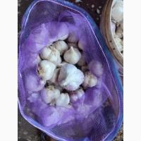 Продам часник Любаша 2 репродукція