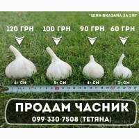 Продам озимий часник Любаша