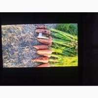 Продам моркву