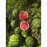 Продам КАВУН опт