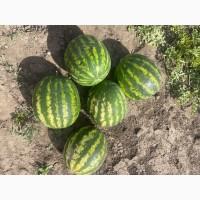 Продам кавун Талісман F1 та Арашан F1 6-10 кг