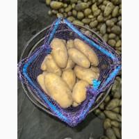 Продам картоплю сорт Гранада з піску, великі обʼєми