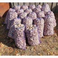 Посадковий часник (чеснок) сорту Любаша