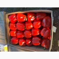 Перець перець