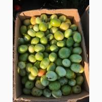 Продам помідор