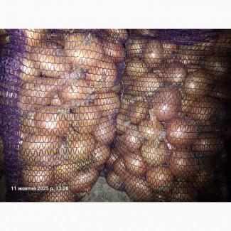 Продам цибулю вирощену на власному городі