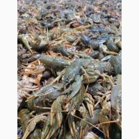 Дикі Річкові РАКИ