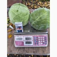 Продам капусту Агресор гурт від 1т по 5 грн/кг, роздріб 10 грн/кг у с. Дмитрівка Новомоск