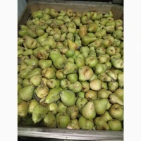 Груша Ноябрська Київська обл