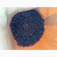 Продам Ожину культивовану 1 сорт