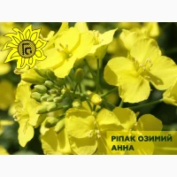 Насіння ріпаку озимого Анна від виробника