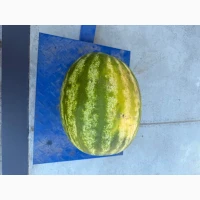 Продам кавун опт