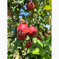 Продам яблуко відмінної якості різних сортів товарного вигляду