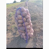 Продам картоплю сорту арізона