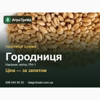 Г0р0дниця - 03имв пшениця ІФРГ НАН: п0сі8не нвсіння елітв, РН-1