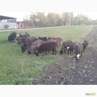 Продам овец