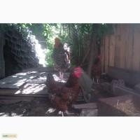 Продам инкубационное яйцо Ливенских ситцевых кур