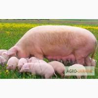 Продам поросних свиноматок