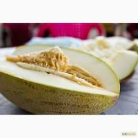 Продам узбекскую дыню
