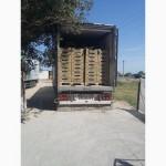 Продам узбекскую дыню