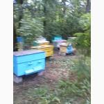 Продам готовую пасеку