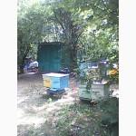 Продам готовую пасеку