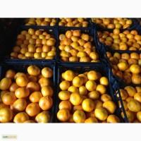 Продам мандарин фирмы RAION. Сорт дебеш. Сатцума