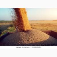 СРОЧНО продам пшеницу фуражную на экспорт от производителей и поставщиков от 100 тонн
