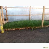 Продам зелену цибулю пучками