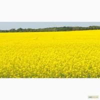 Ріпак озимий(насіння) Шелби